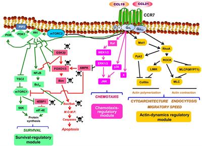 The Chemokine Receptor CCR7 Uses Distinct Signaling Modules With Biased Functionality to Regulate Dendritic Cells